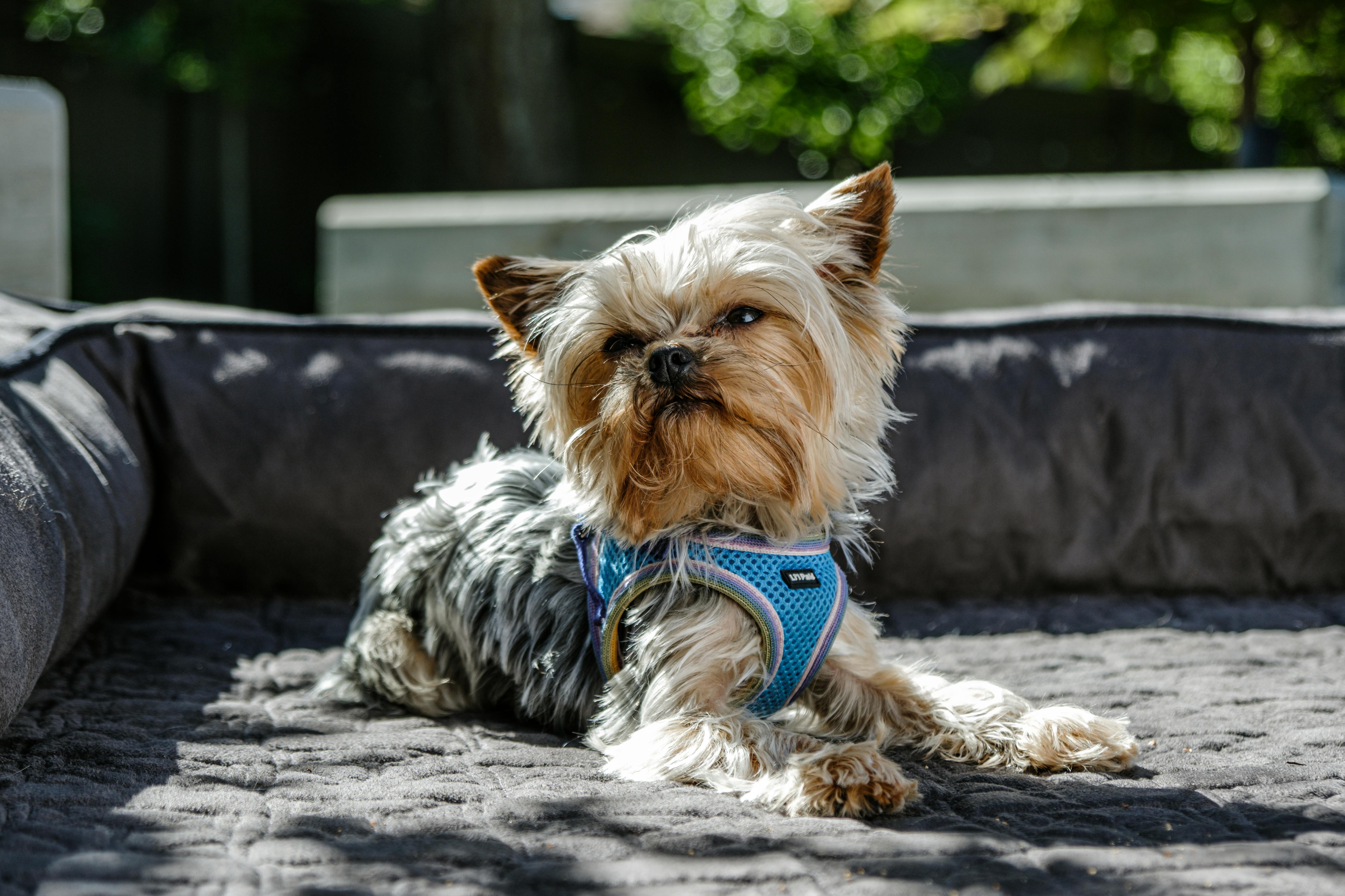 pexels-impact-dog-crates-1789722873-28860738