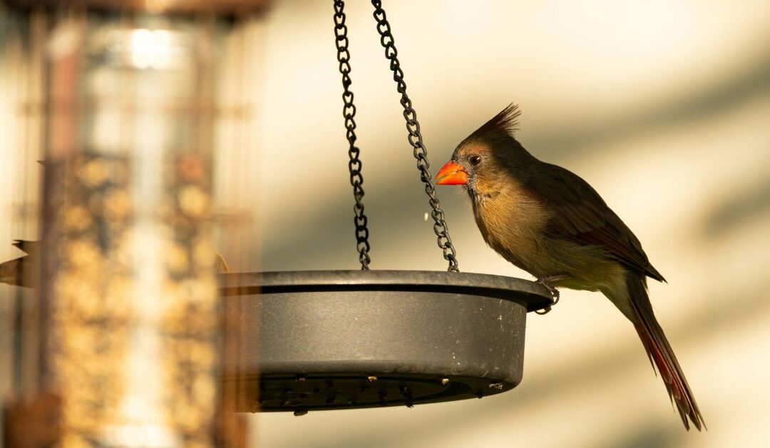The Best Bird Feeding Tools to Transform BIRD – Feeding & Nutrition at Home