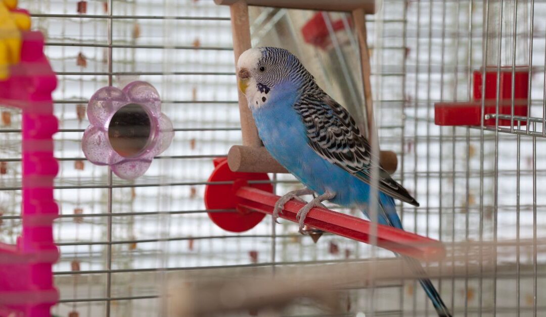 The Best Bird Toys & Enrichment to Stop Boredom Before It Starts: What Pet Lovers Need in 2025