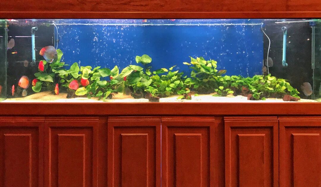 How to Maintain a Healthy Fish Tank: Step-by-Step Tips for Fish Tank & Water Maintenance