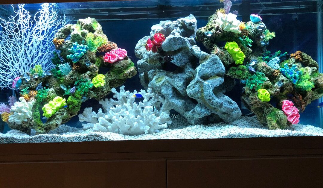 Top Fish Decor & Habitat Accessories Every Aquarium Owner Needs for a Healthy, Stunning Tank