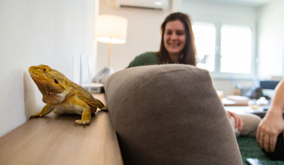 7 Must-Have REPTILES Habitat & Climbing / Resting Structures for a Happier Pet