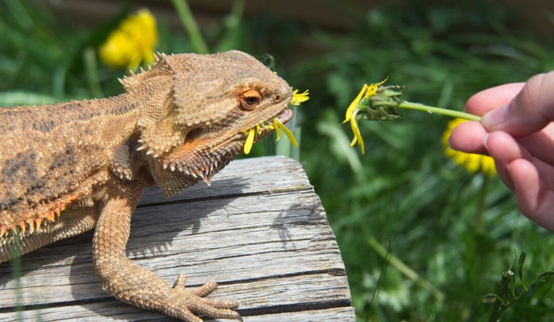 The Best REPTILES – Feeding & Watering Equipment to Keep Your Pets Healthy and Happy