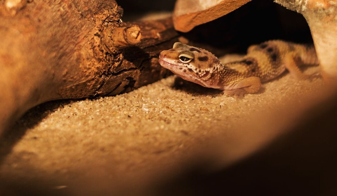 Don’t Fall for These Reptile Myths: How Proper Lighting and Heating Save Lives