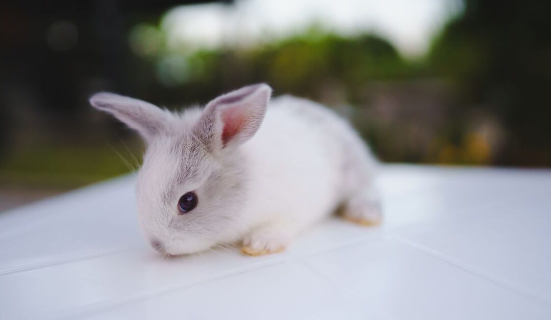 How to Create the Perfect Small Animal Habitat: Bedding & Habitat Accessories That Work