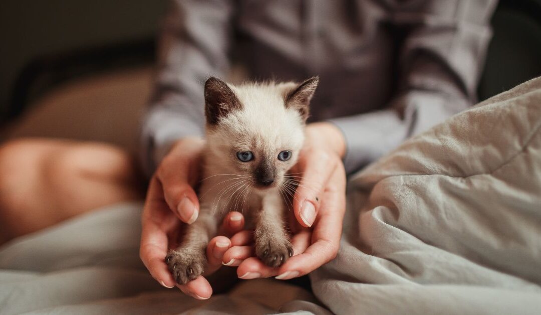 Top 5 Small Animal Toys & Enrichment Ideas Every Pet Owner Needs