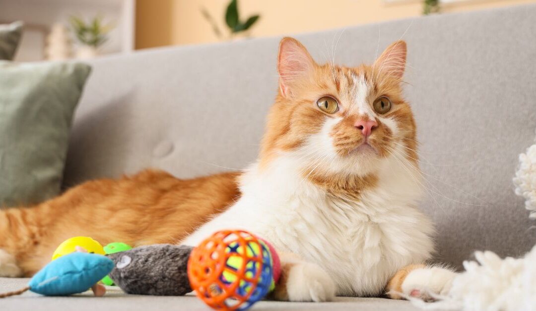 How CAT – Interactive & Chew Toys Can Keep Your Feline Happy and Healthy