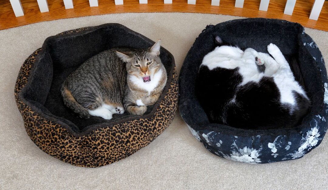 Transform Your Home into a Cat Paradise: Essential Checklist for Cat Beds & Furniture