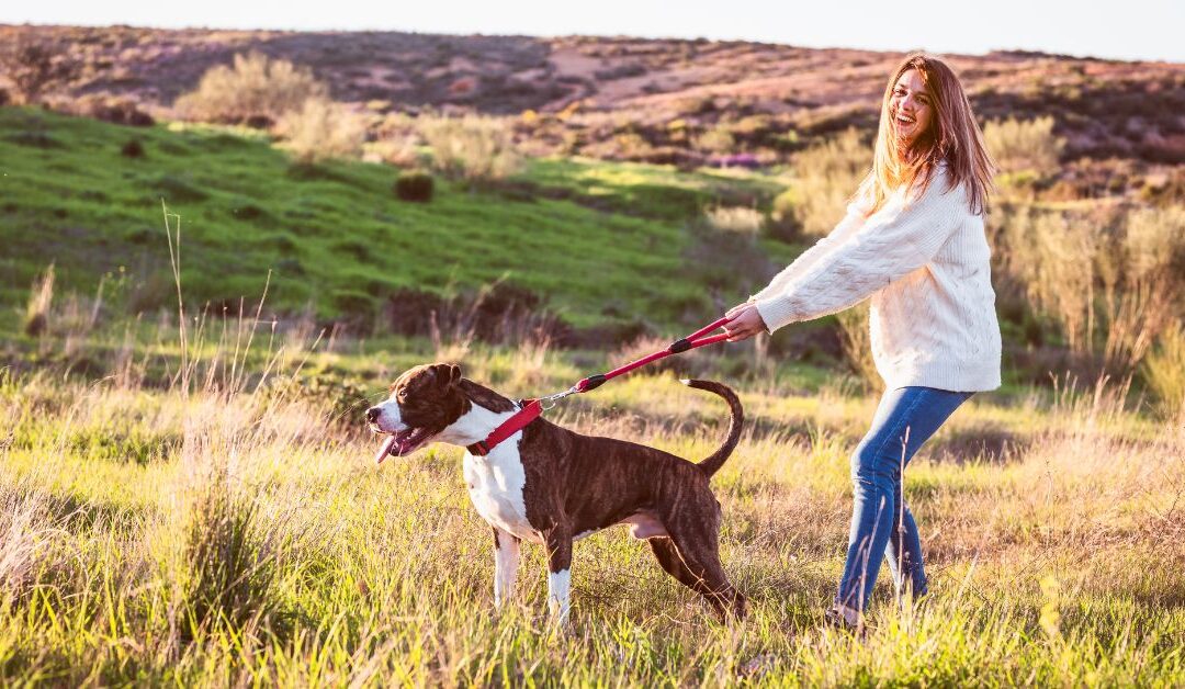 Top Dog Leashes & Collars Trends in 2025 Every Pet Lover Should Know