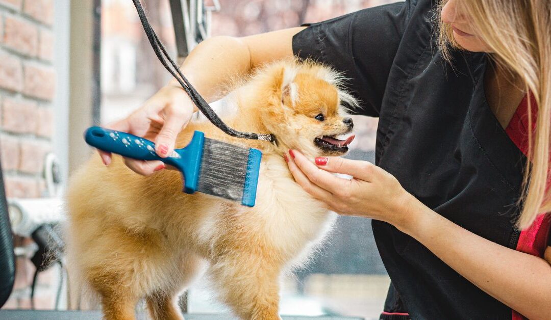 Stop Pet Grooming Nightmares: The Best DOG Pet Grooming Products to Simplify Your Routine