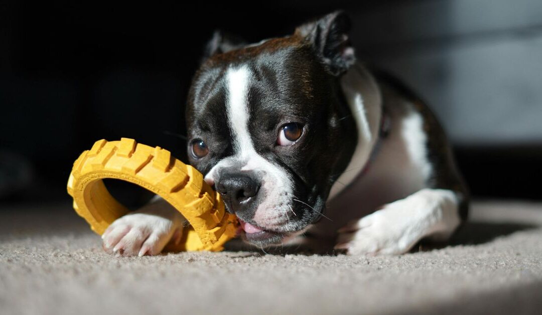 How Max Finally Stopped Chewing Everything in Sight: The Dog Toys That Saved Our Sanity