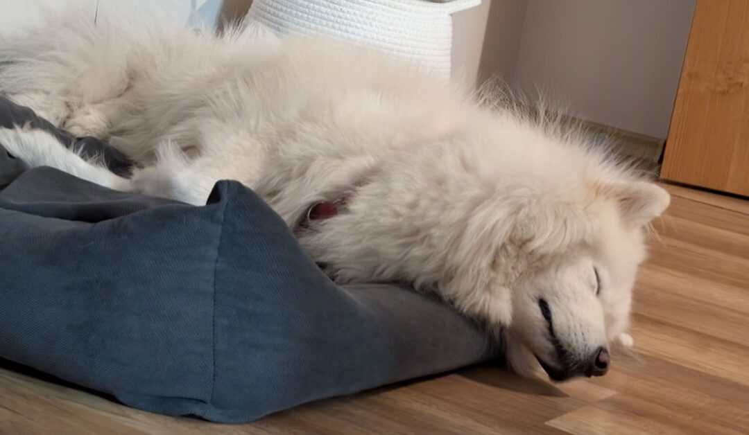 The New Era of DOG Beds and Furniture: How Smarter Sleep Solutions Are Transforming Pet Wellness
