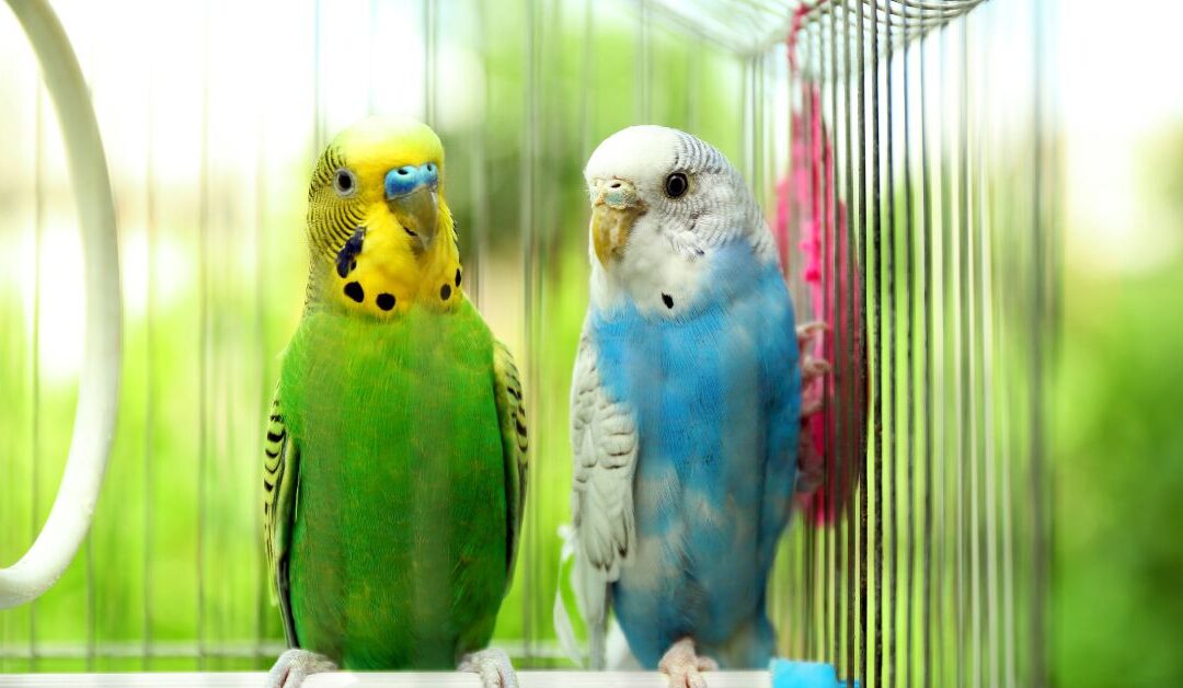 The Best BIRD – Habitat & Cage Accessories to Create a Stress-Free Home for Your Feathered Companion